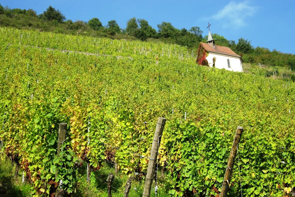 grape vineyard with a small white thatched roof house
