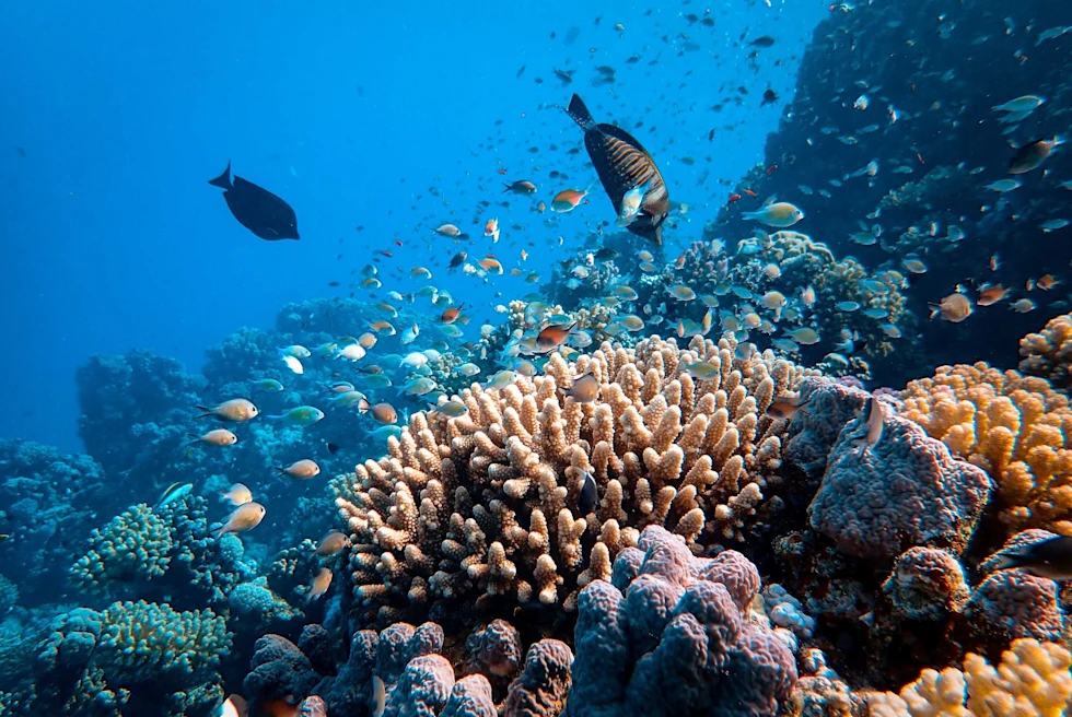 School of fish and reefs under ocean.