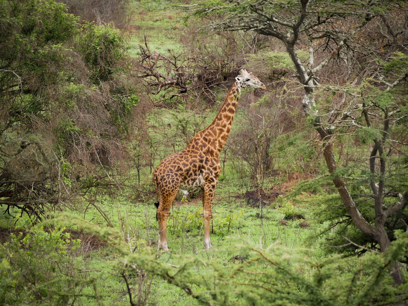 Akagera National Park yellow and brown giraffe on green grass surrounded by trees