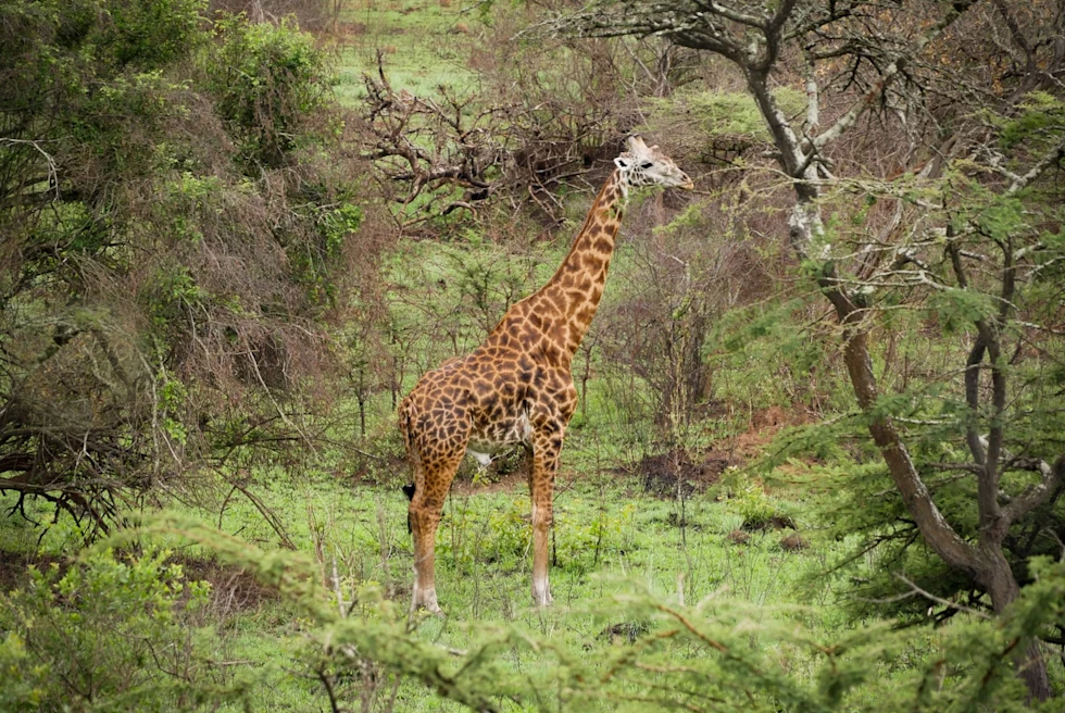 Akagera National Park yellow and brown giraffe on green grass surrounded by trees