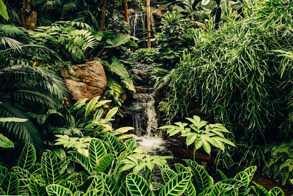 Green plants and trees near waterfall.
