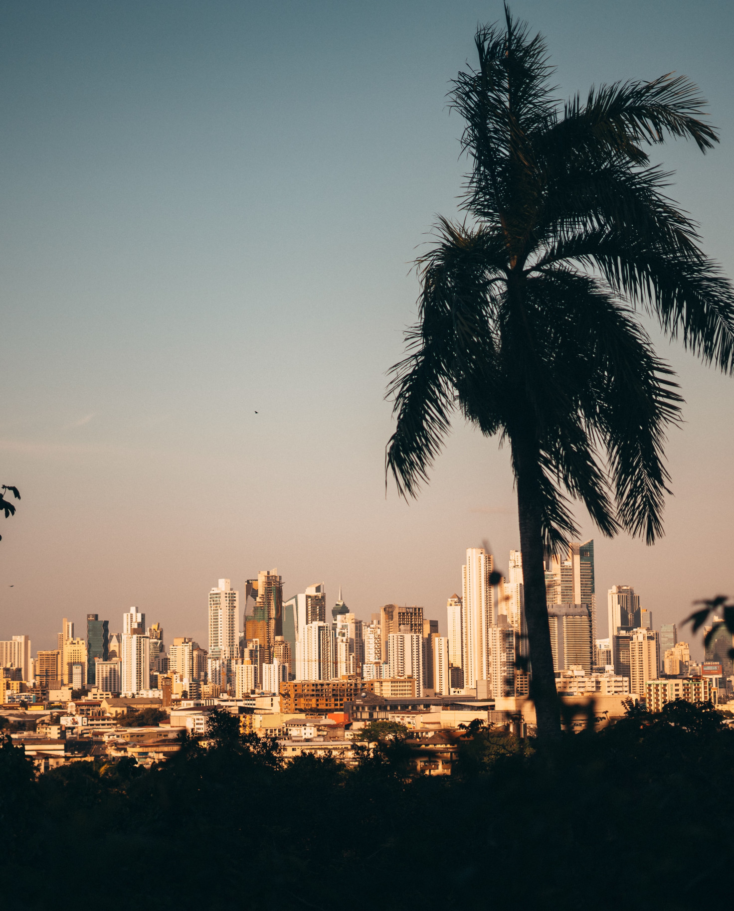 View of downtown Panama City skyline with palm tree in the forefront