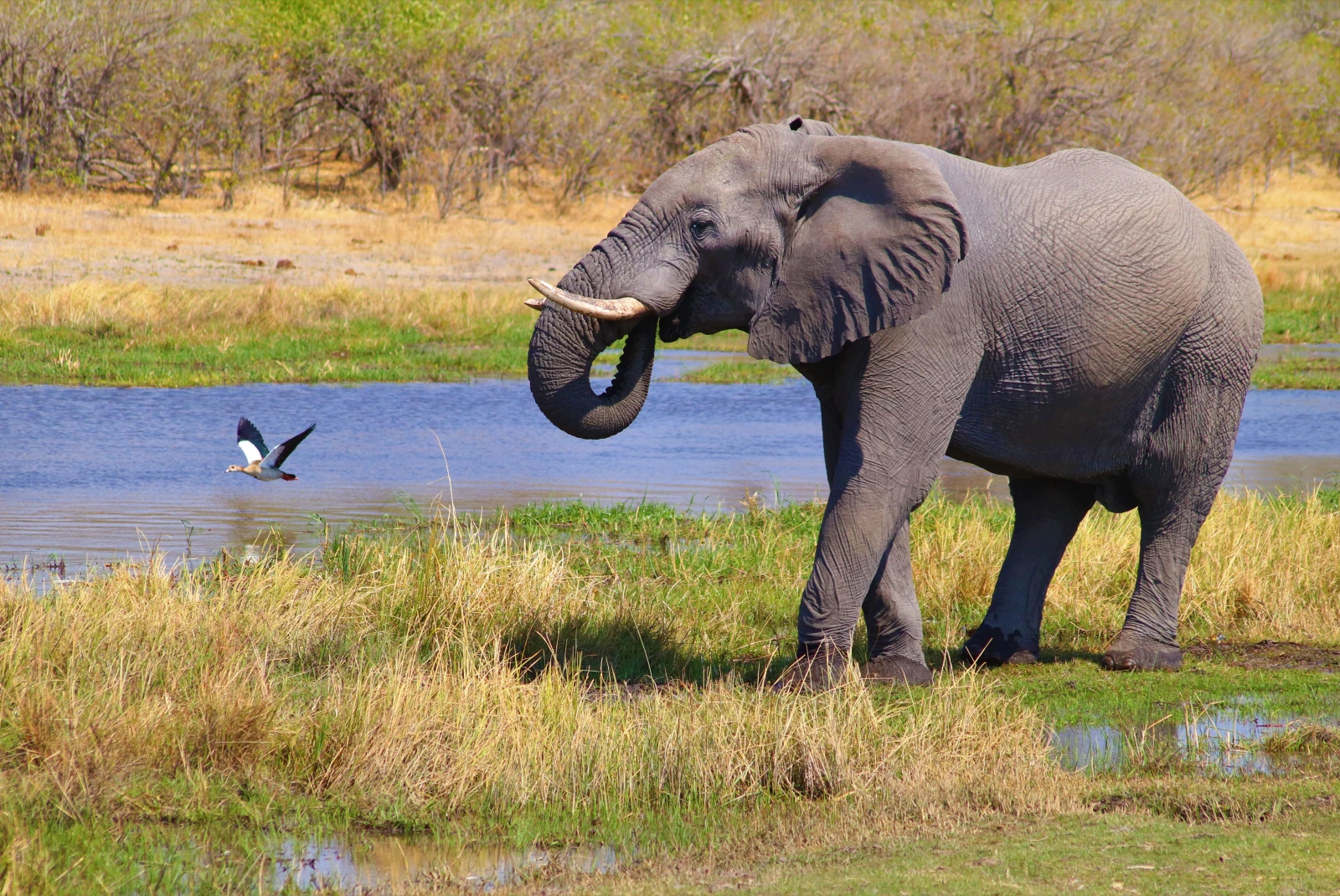 An elephant following a bird