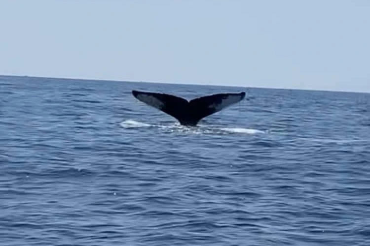 A whale in the sea