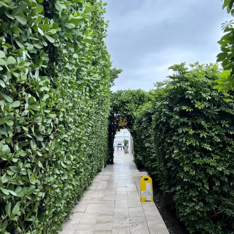 lush green plants on the entrance