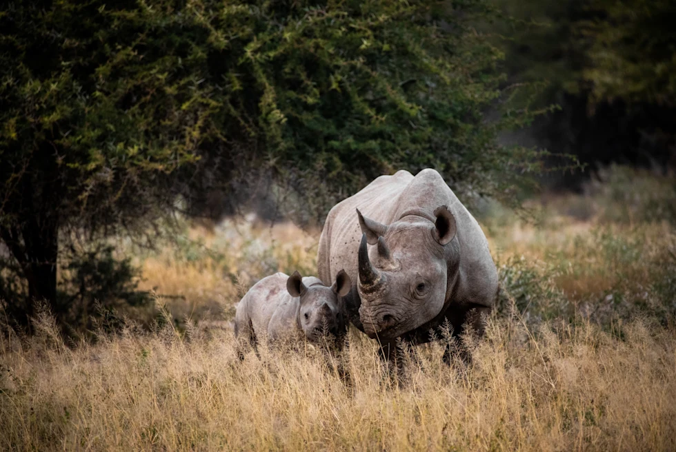 large animals lying down during daytime