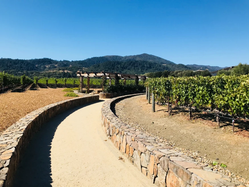 stone path next to vineyard during daytime