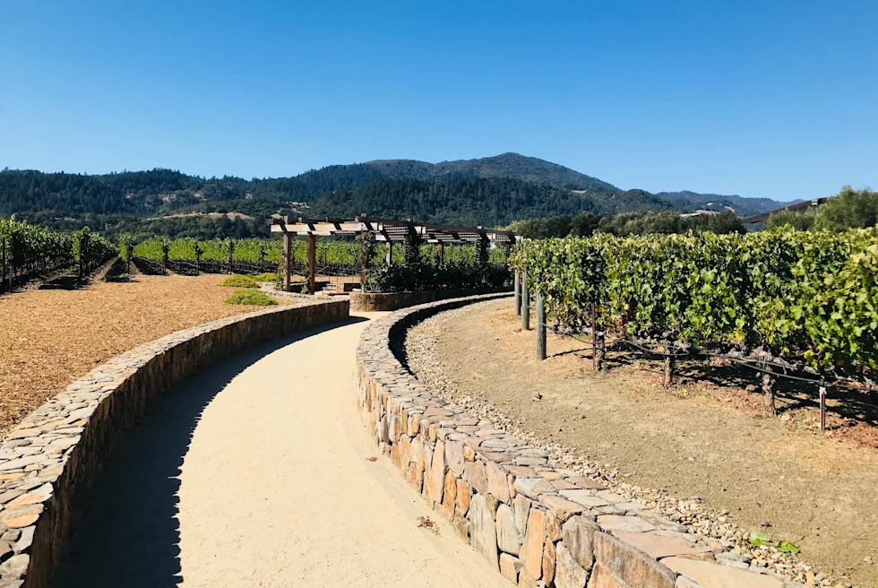 stone path next to vineyard during daytime