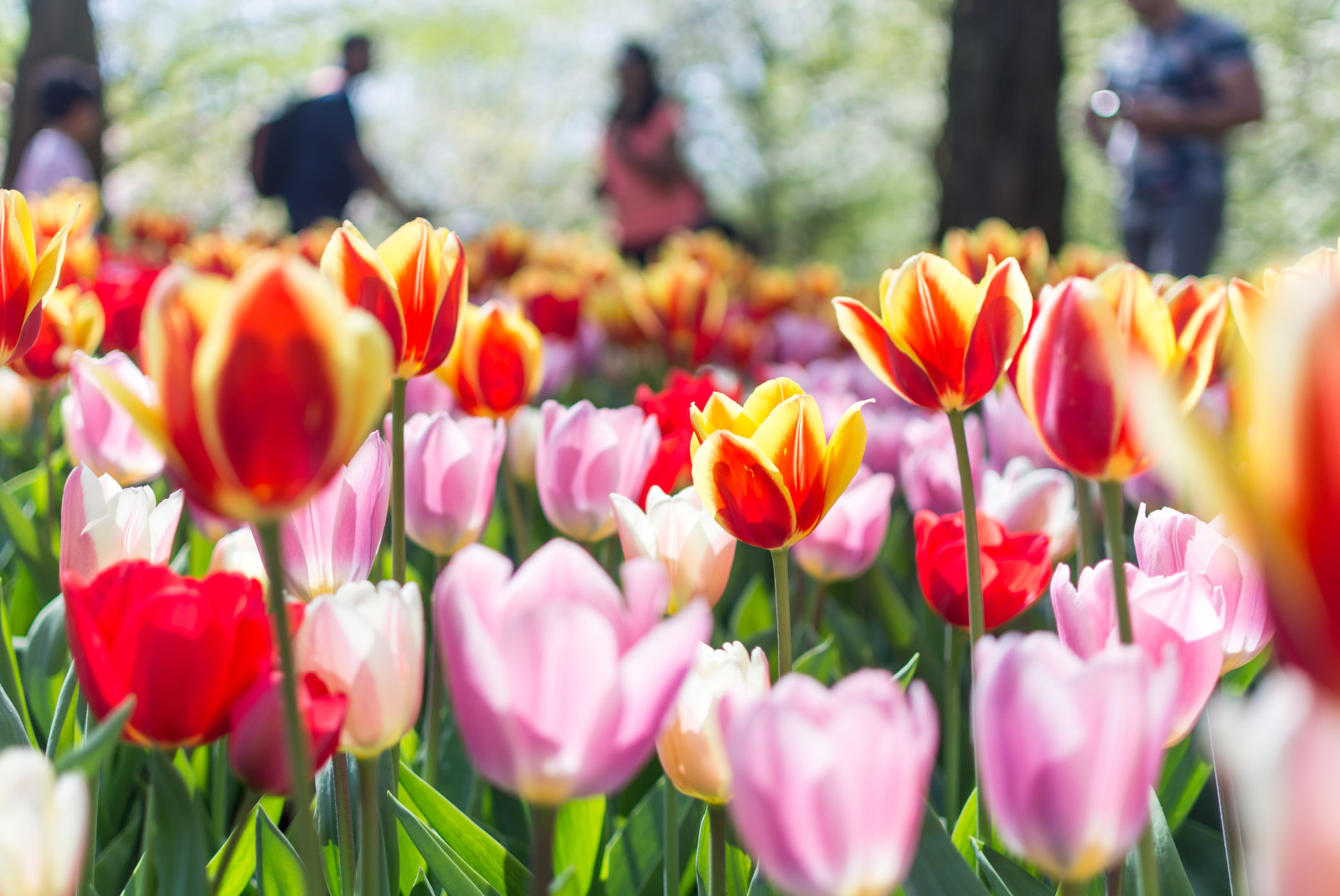 Three-Day Itinerary to Live like a Local in Leiden, Netherlands - Day 3: Keukenhof