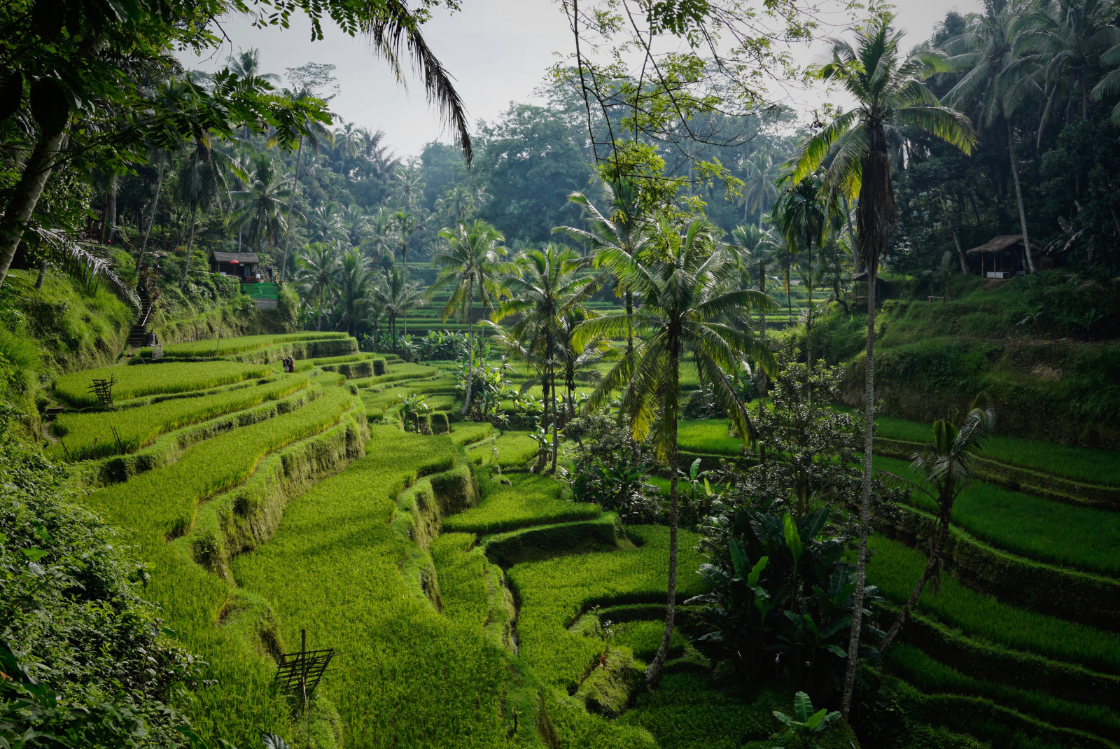 Rice fields next to palm trees during daytime