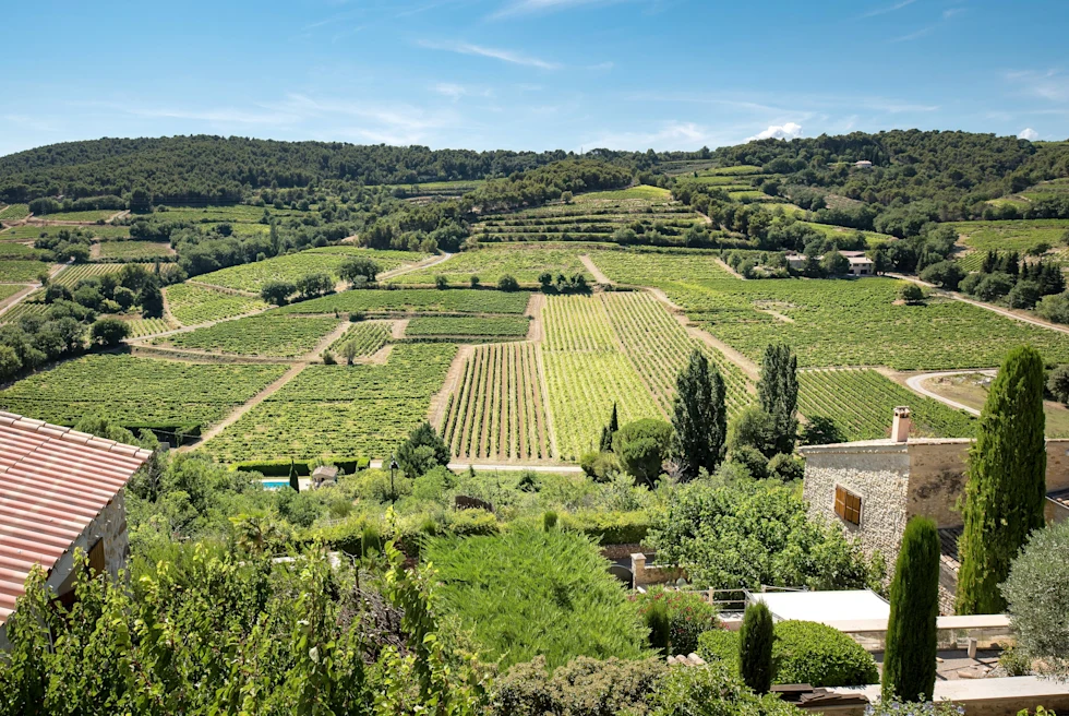 fields of crops during daytime