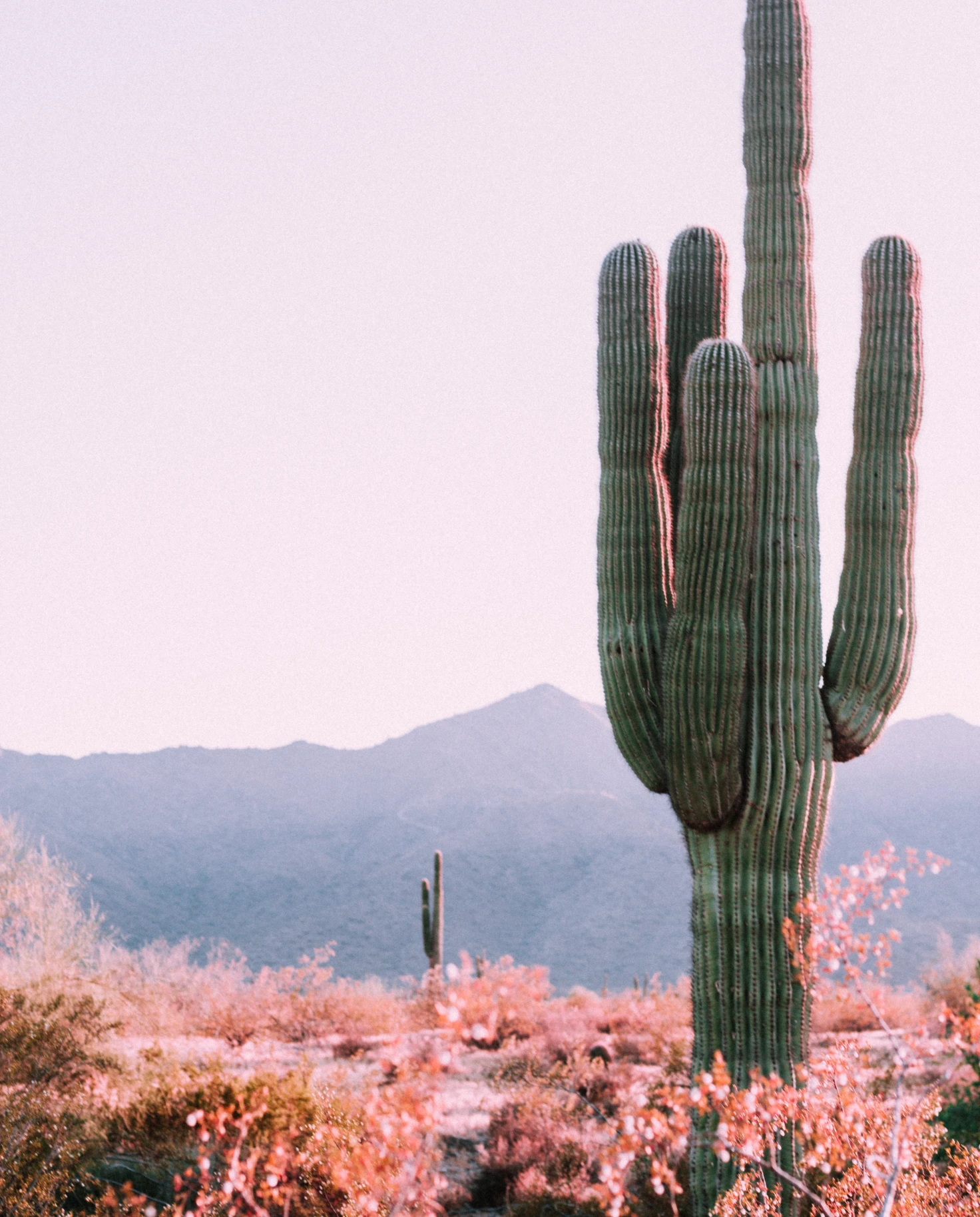 Desert cactus in Phoenix, Arizona. 