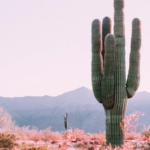 Desert cactus in Phoenix, Arizona. 