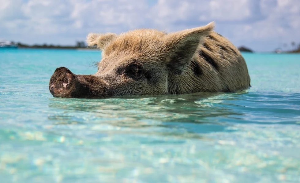 Wild pig swims in the ocean in Exuma