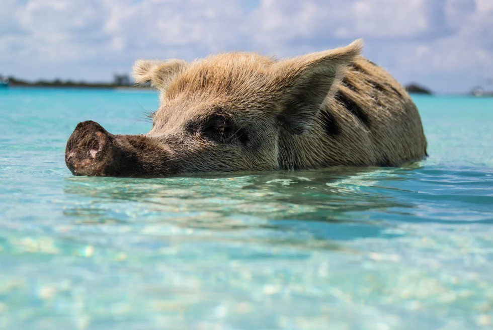 Wild pig swims in the ocean in Exuma