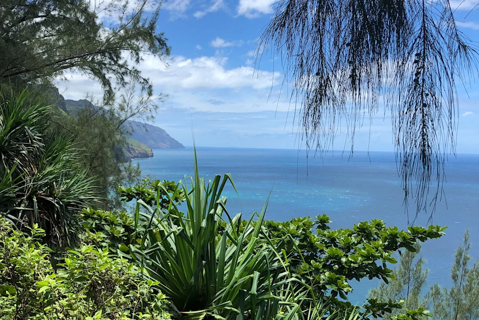 large body of water with green plants