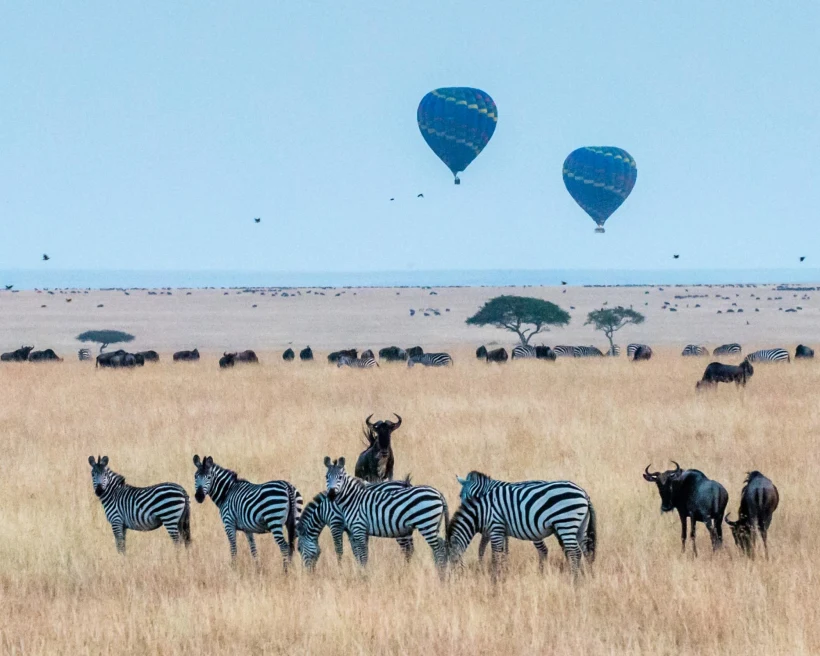 Blue hot air balloons flying over Maasai Mara Reserve in Kenya and zebras in the forefront.