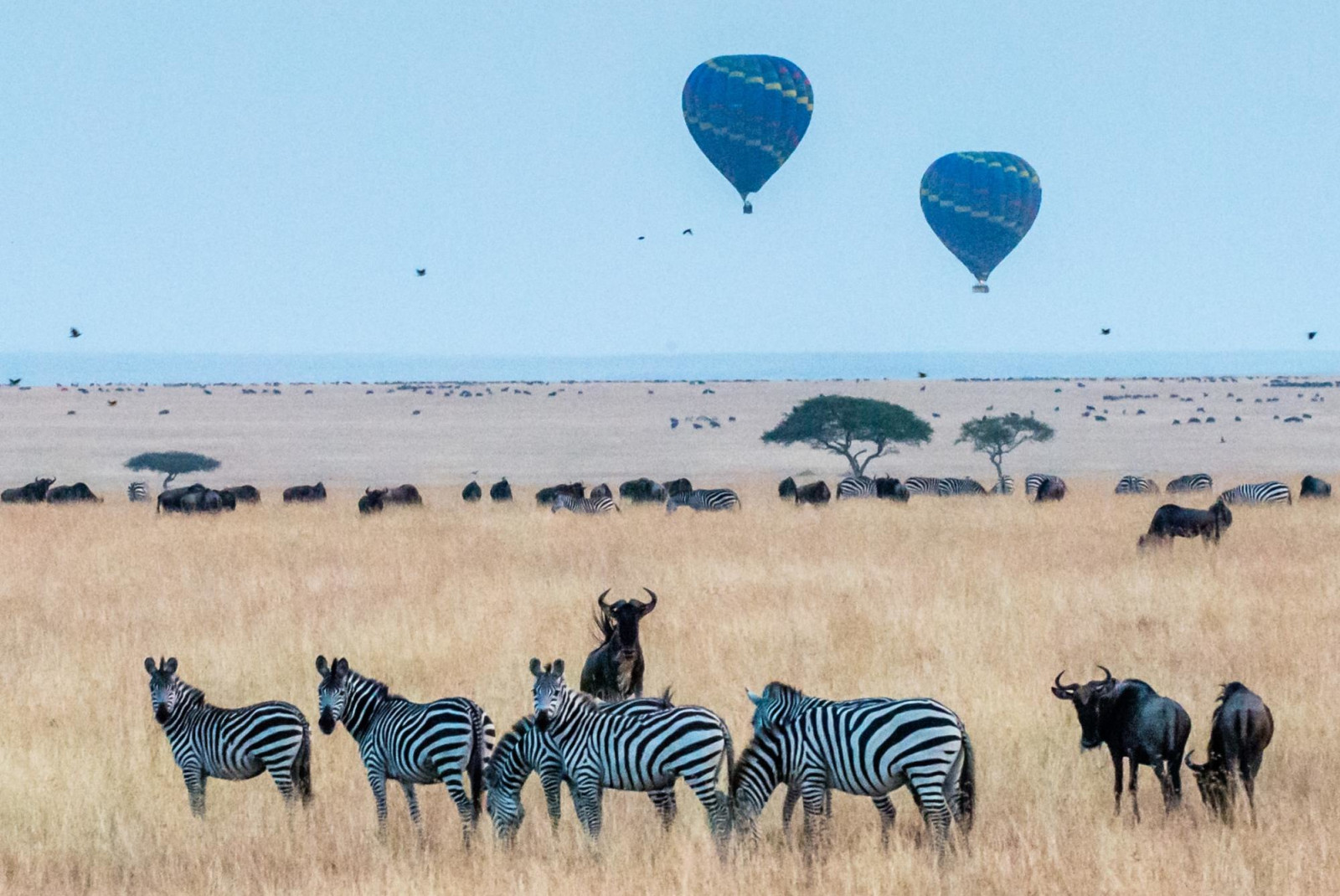 Blue hot air balloons flying over Maasai Mara Reserve in Kenya and zebras in the forefront.