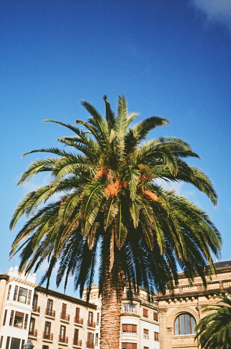 A low angled picture of a palm tree during daytime.
