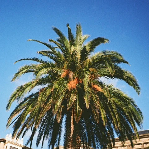A low angled picture of a palm tree during daytime.