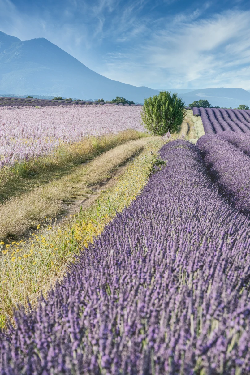 Lavender fields in Provence, France.  