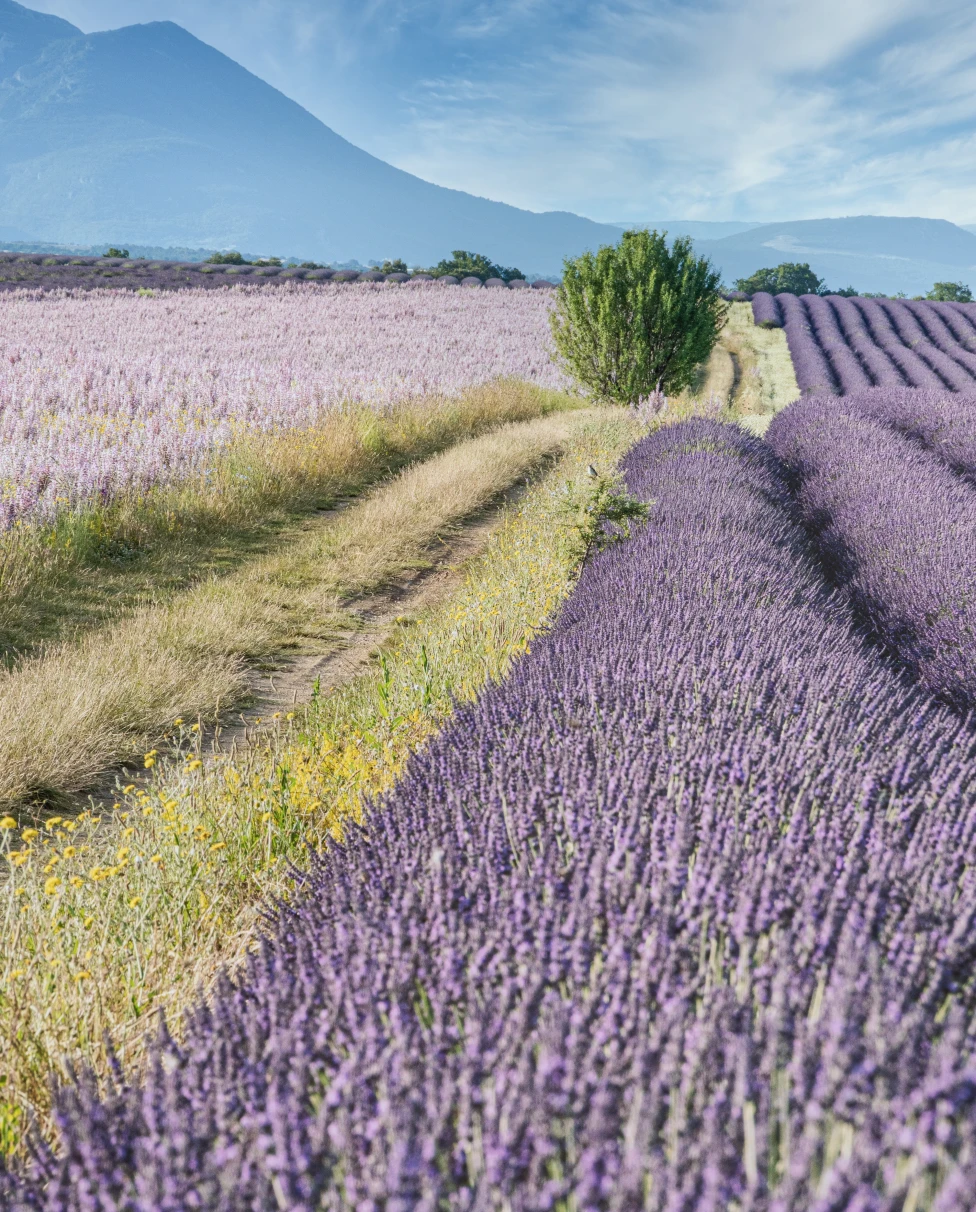 Lavender fields in Provence, France.  