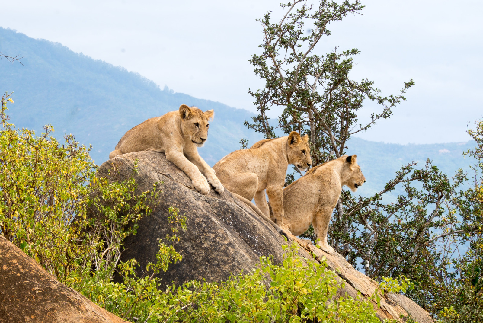 Three lions sitting on a rock next to trees on a sunny day in Tsavo National Park