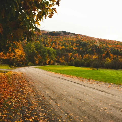 A dirt road with autumnal leaves and trees in the background near green grass.
