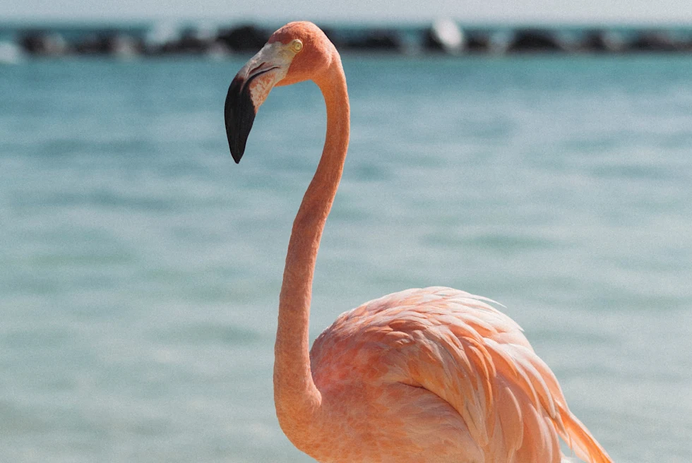 Light pink flamingo on a beach.