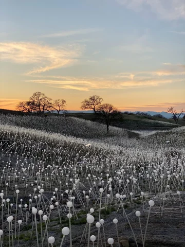 A flower field in Paso Robles, California