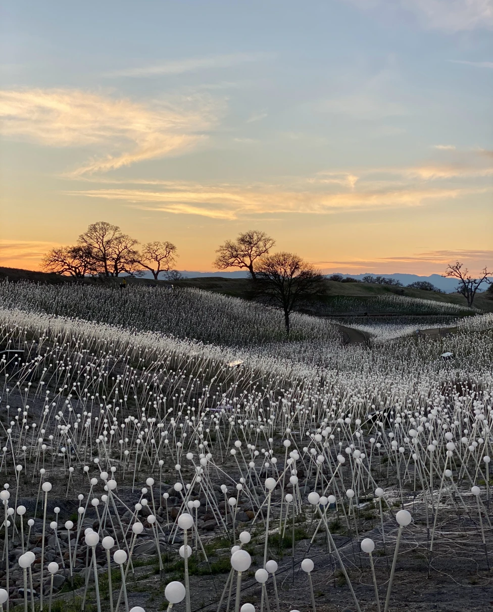 A flower field in Paso Robles, California
