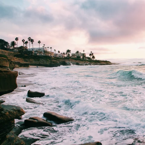 San Diego coastline, palm trees and ocean. 