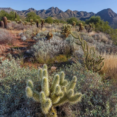 desert plants with mountains in the distance