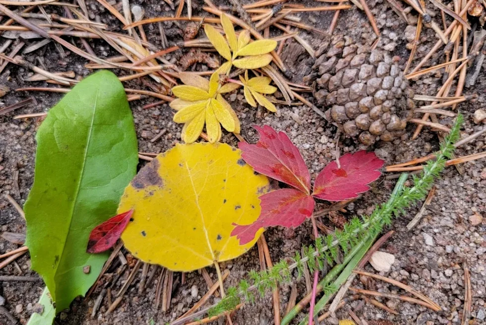 Colorful leaves fallen on the ground in fall season in Denver