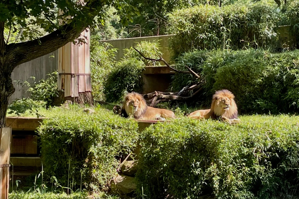 two lions lying amid plants