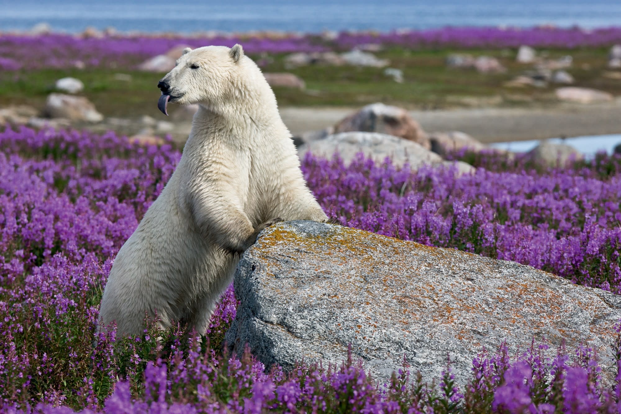  the-11-best-adventure-lodges-in-the-world-polar-bear