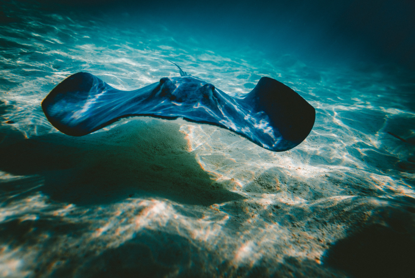 Stingray swimming under water in Exumas