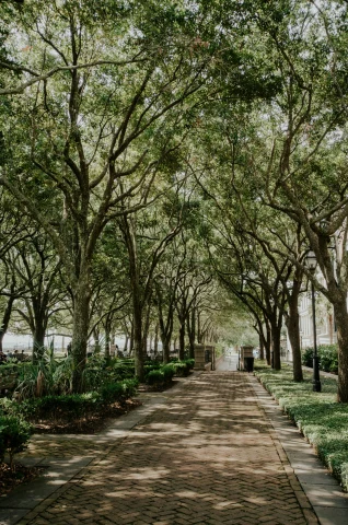 A brick walkway in Charleston lined with large trees.