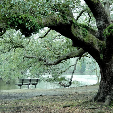 park with a pond a bench under a willow tree