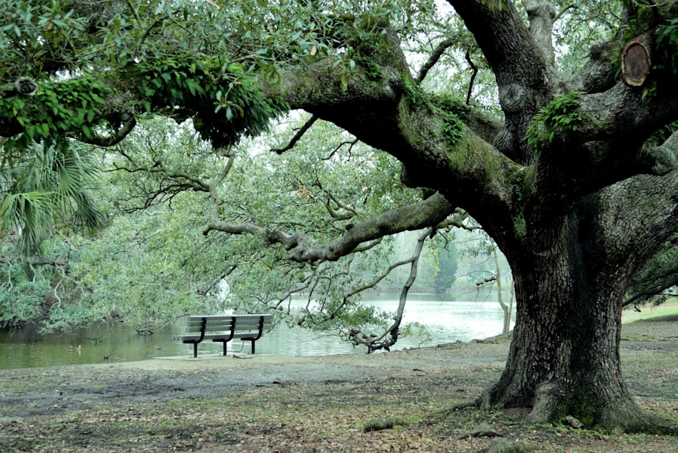 park with a pond a bench under a willow tree