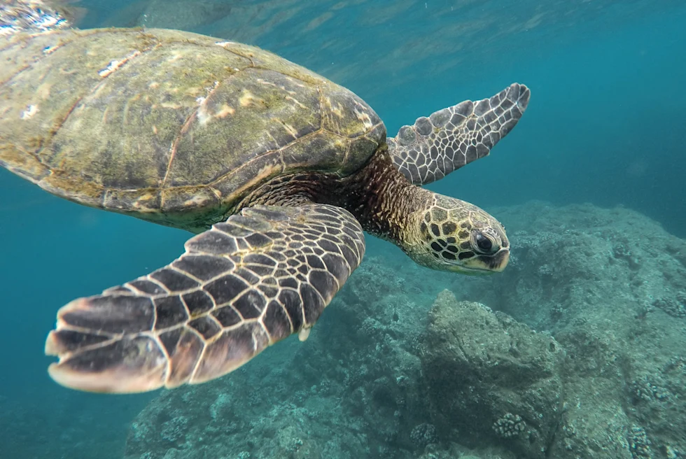 Tortoise swimming underwater in the Galapagos Islands