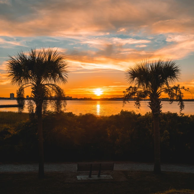 Sunset with palm trees in Charleston. 