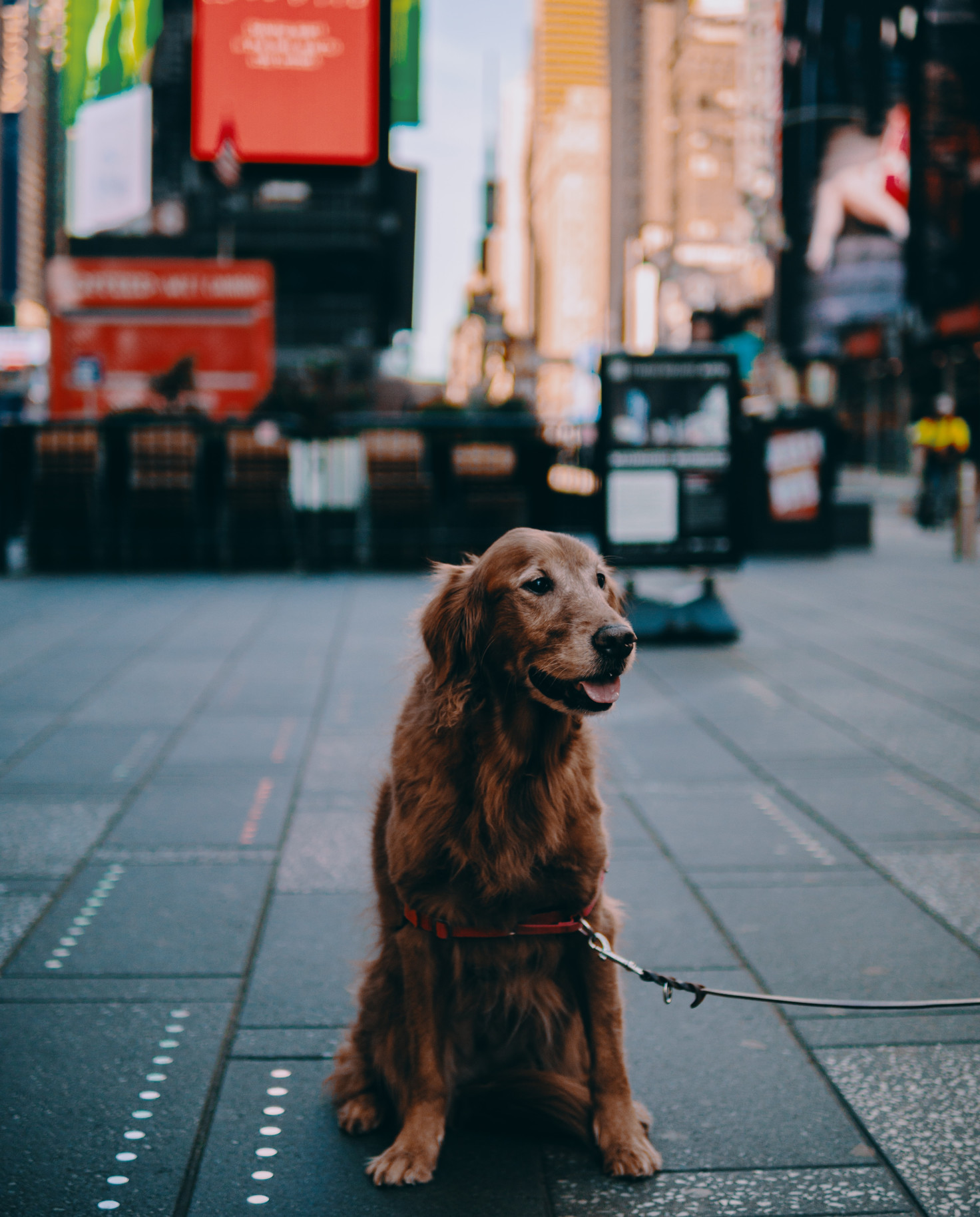 Golden retriever sits on the street in NYC with buildings and billboards in background