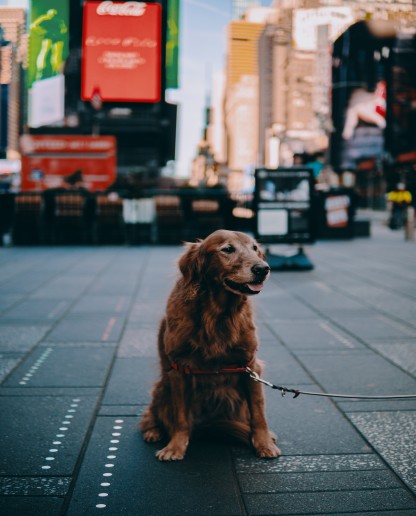 Advisor - Pet-Friendly Guide to NYC