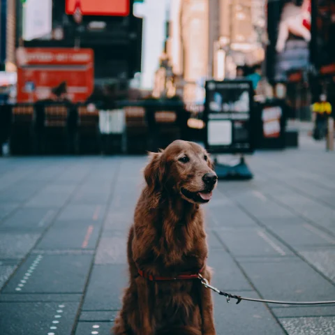 Golden retriever sits on the street in NYC with buildings and billboards in background