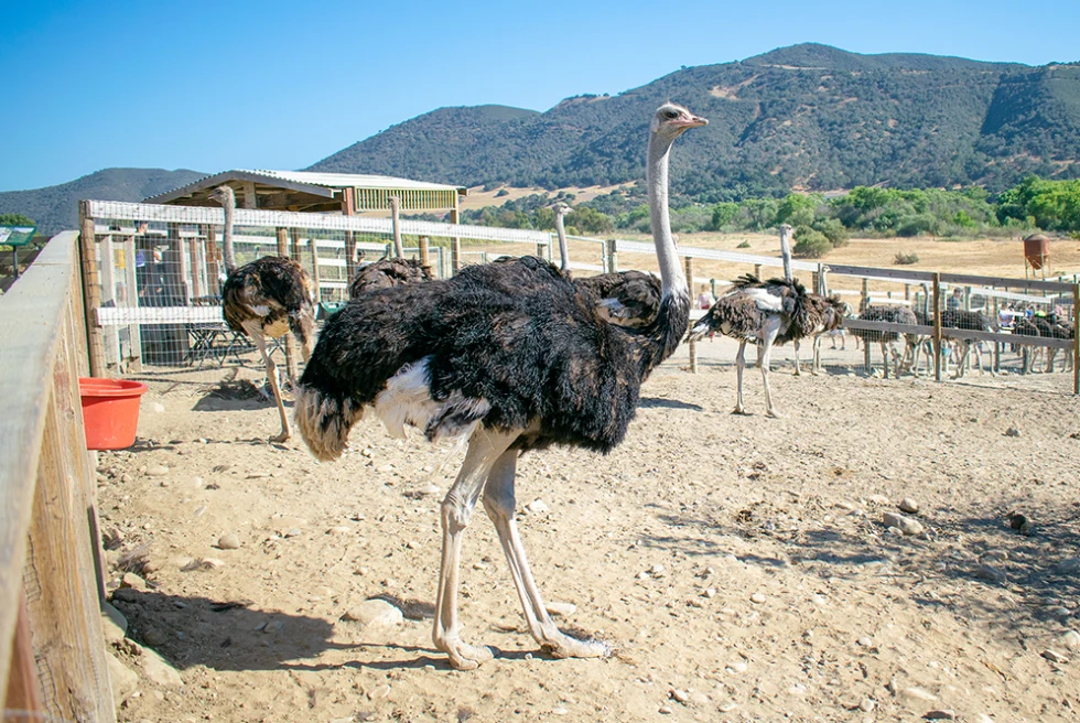 An ostrich at a farm. 