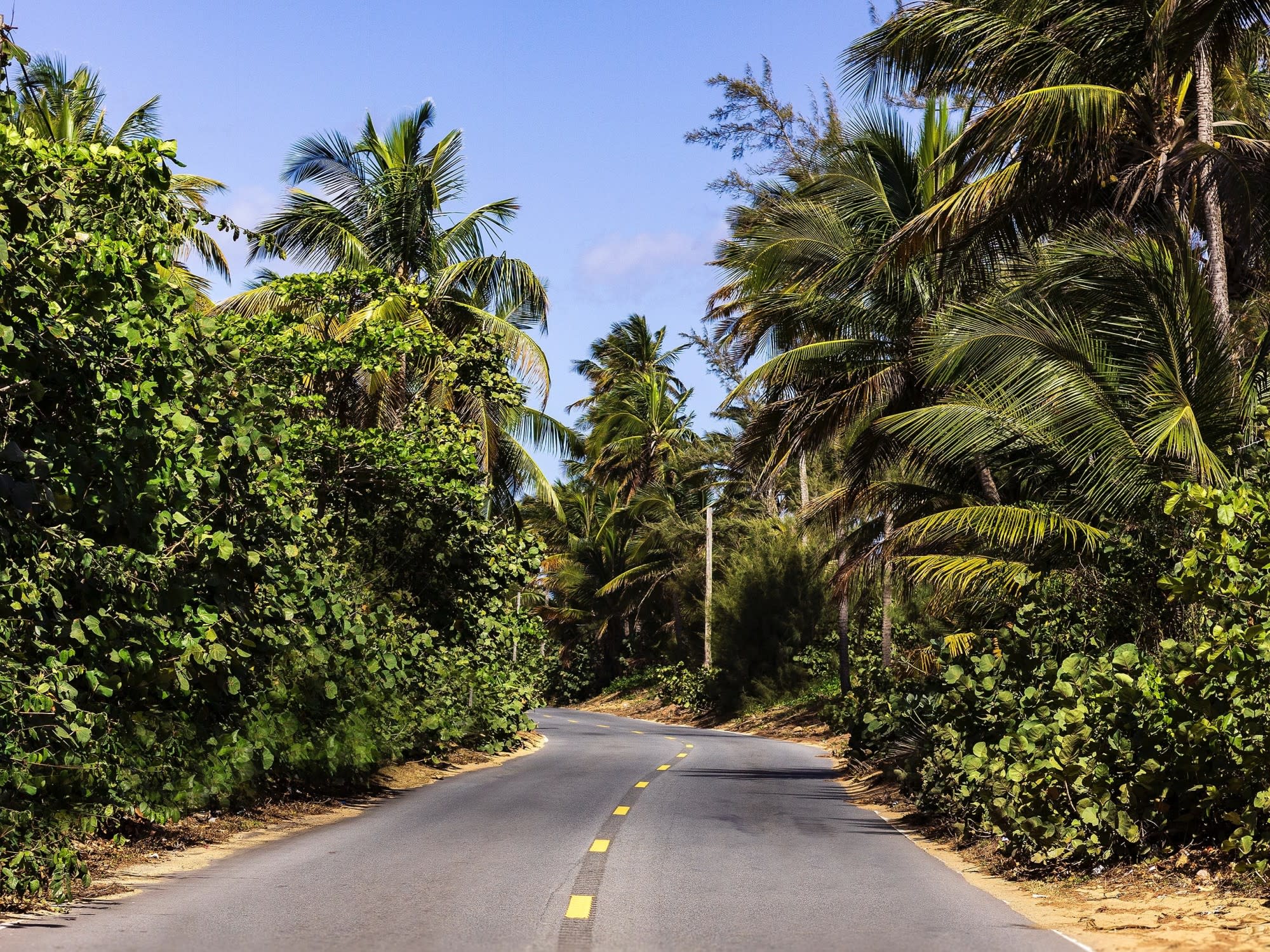 the-7-best-day-trips-from-san-juan-road-with-palm-trees