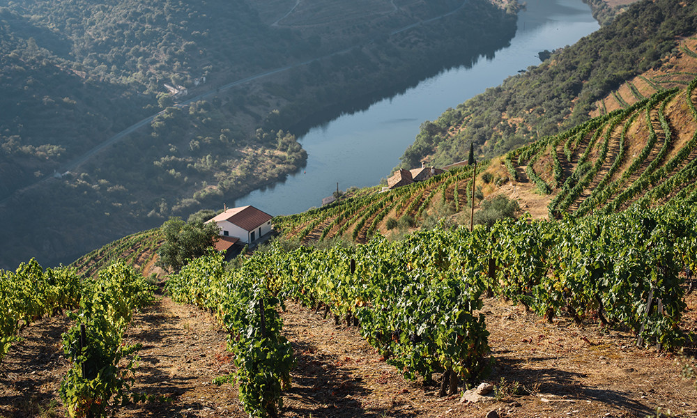 Monsaraz Portugal wine vineyards with river and white house 