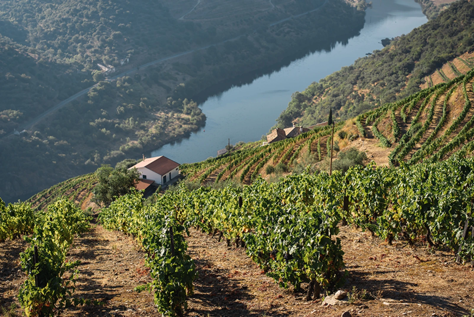 Monsaraz Portugal wine vineyards with river and white house 