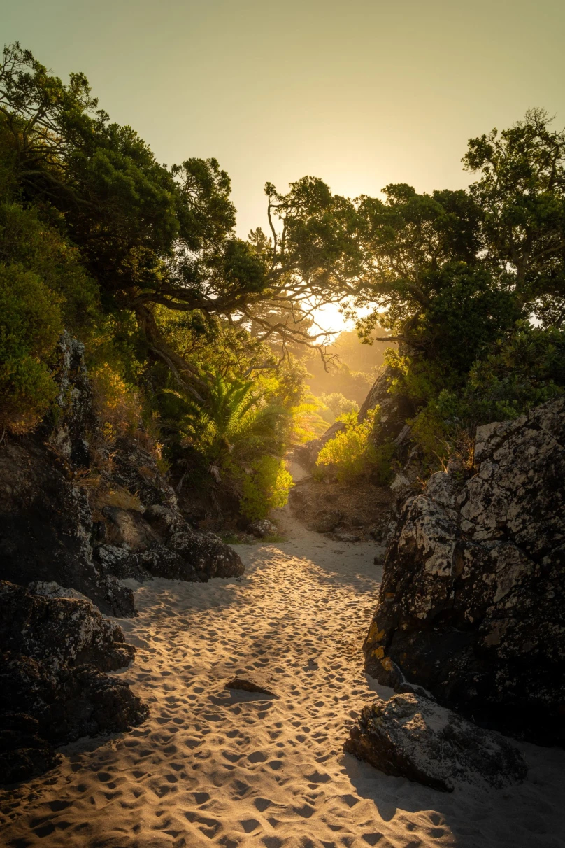 light through jungle and sand path